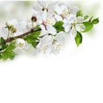 Панель потолочная ПВХ Novita 3D Вишня 2500х250 мм 8 штук