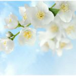 Панель потолочная ПВХ Novita 3D Жасмин 2500х2000 мм 8 штук