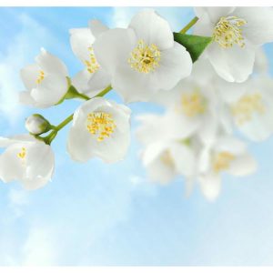 Панель потолочная ПВХ Novita 3D Жасмин 1800х1500 мм 6 штук