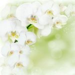 Панель потолочная ПВХ Novita 3D Орхидея белая 1800х1500 мм 6 штук